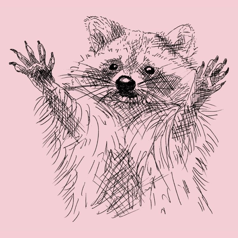 Raton laveur