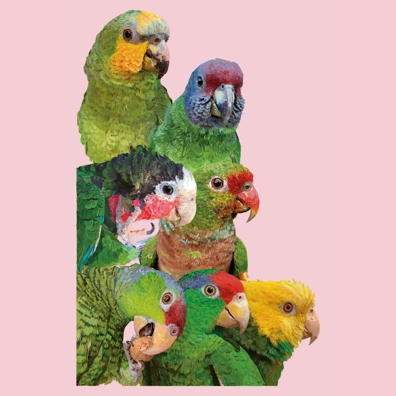 Amazonas-Papageien