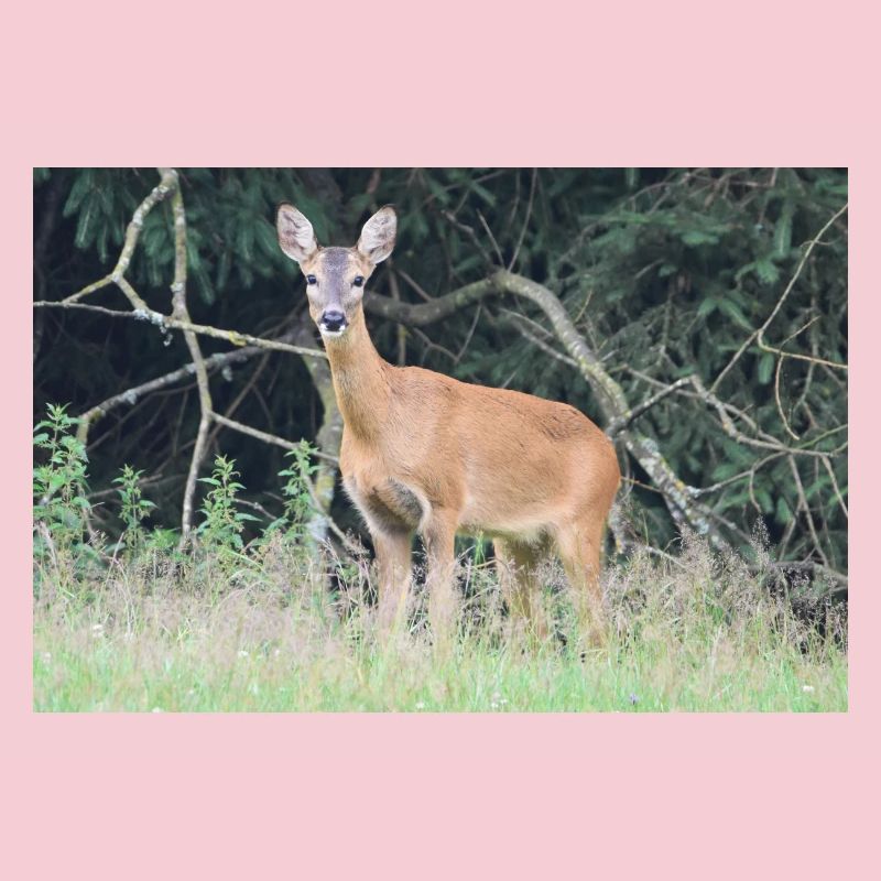 Forêt de cerfs