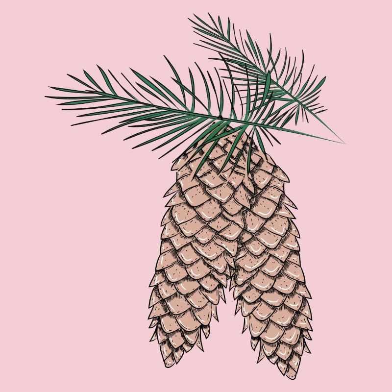 deux pommes de pin sur des branches de sapin