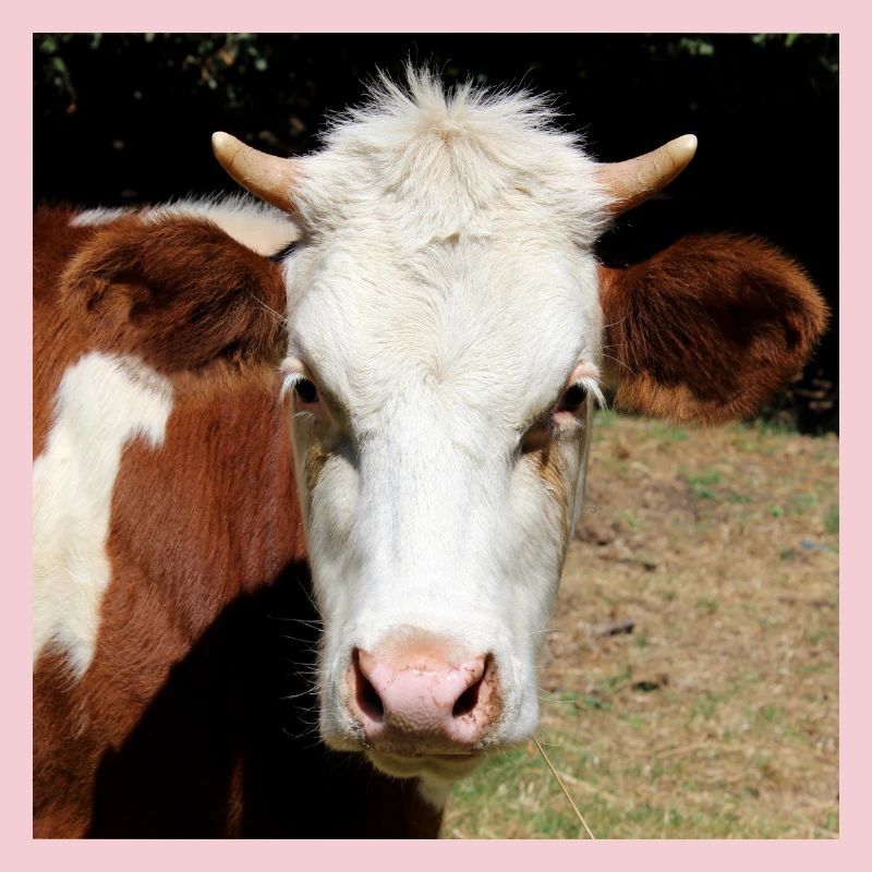 Affiche vache
