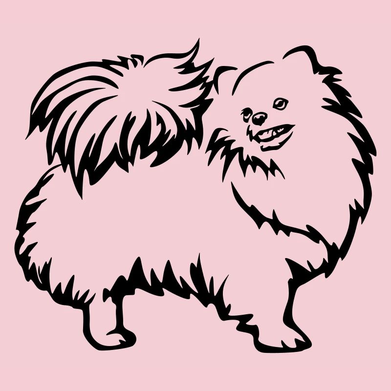 Spitz nain