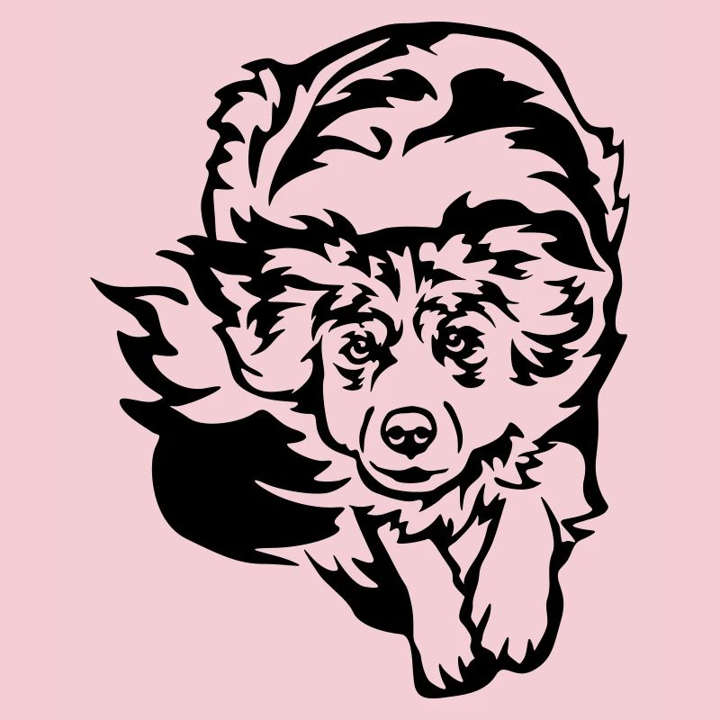 Australian Shepherd