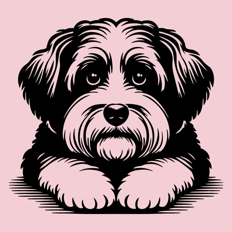 Havanese