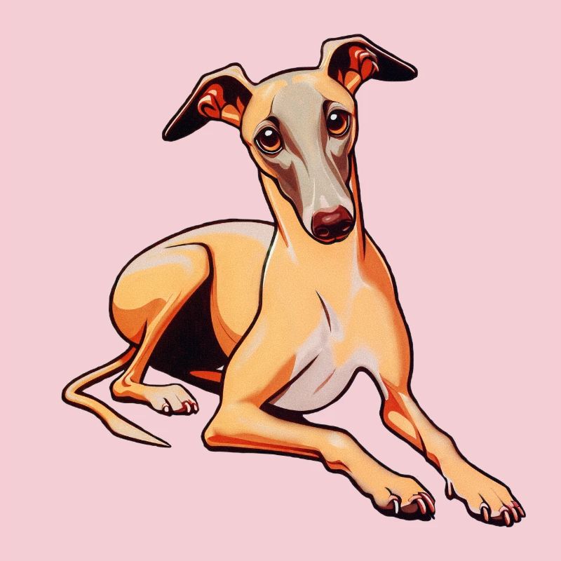 Whippet