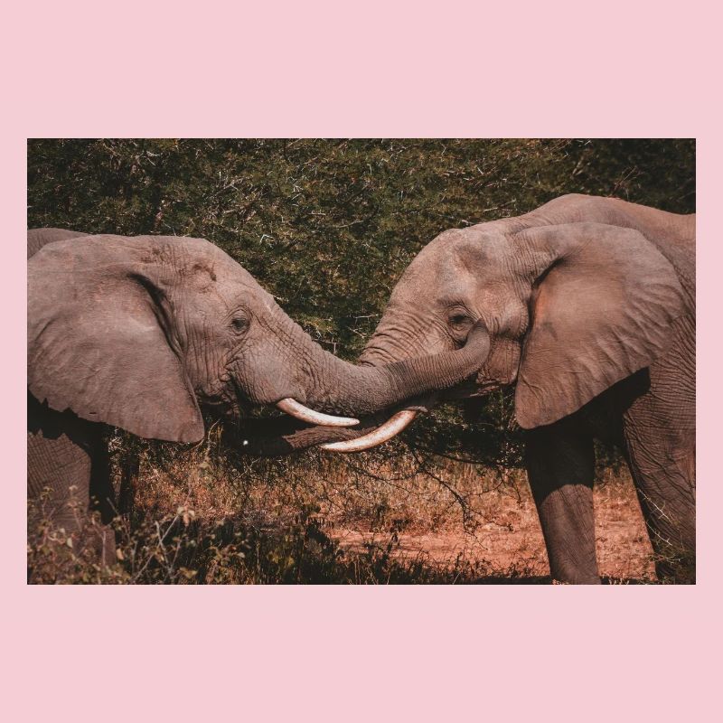 Éléphants entrelacant des trompes