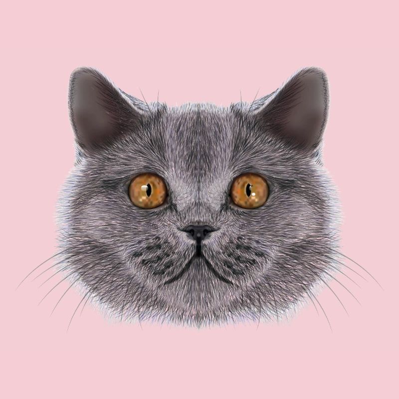 Britisch-Kurzhaar-Katze 