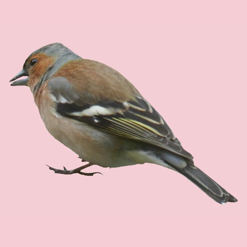 Buchfink (seitlich)