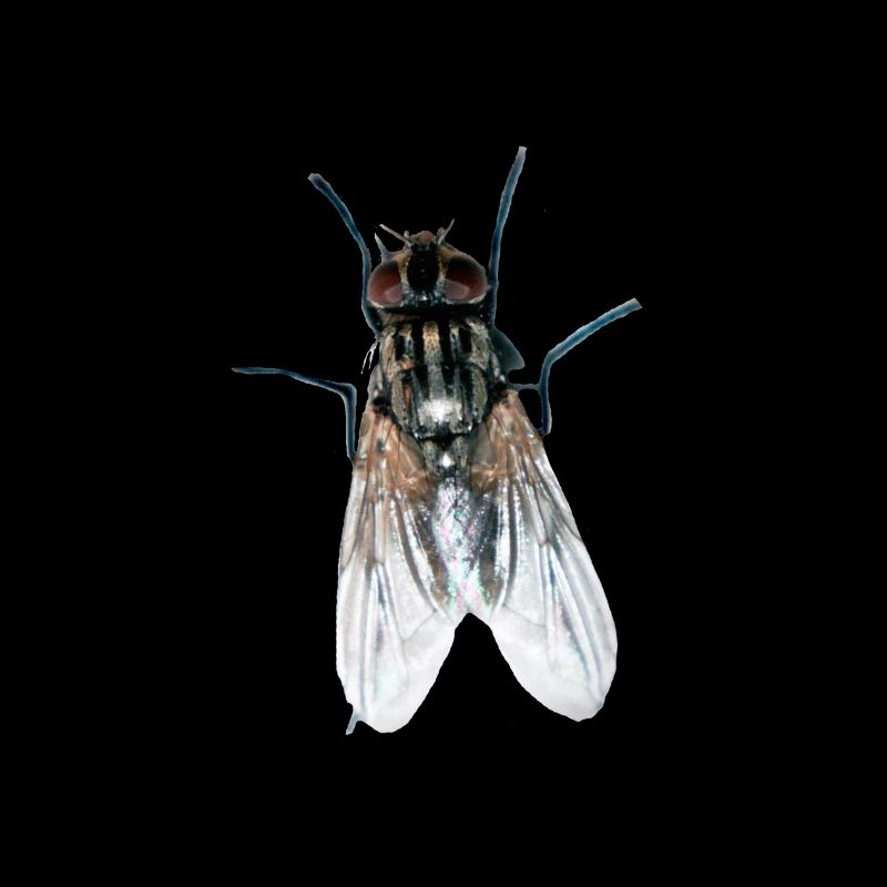 fliege