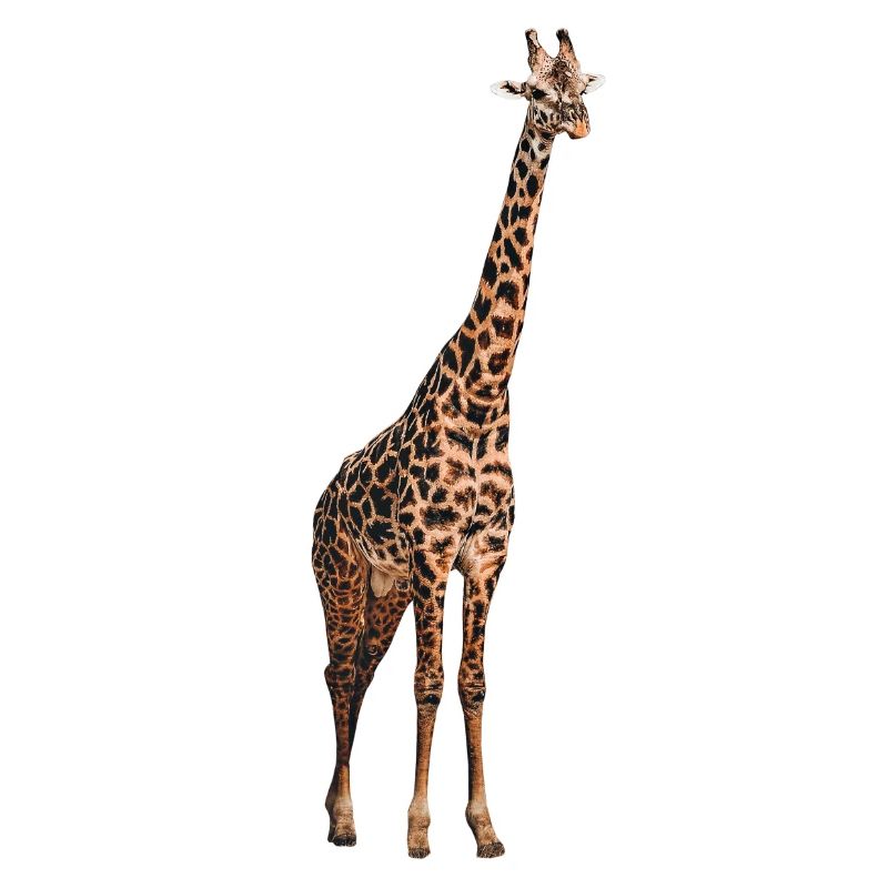 Giraffe Tier