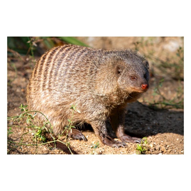 Gebänderte Manguste oder Zebramanguste Zebramanguste