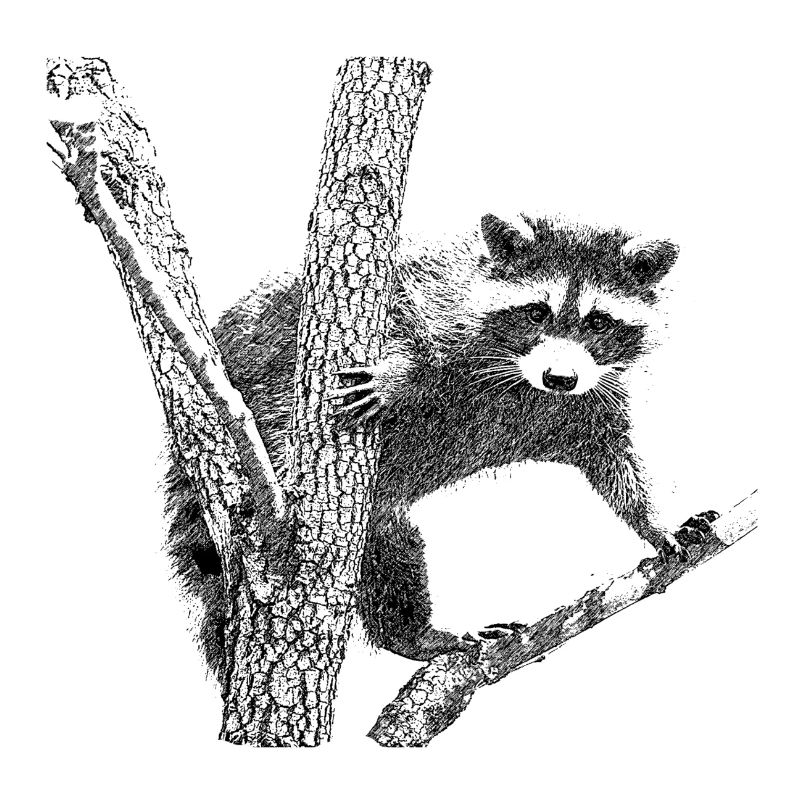 waschbär
