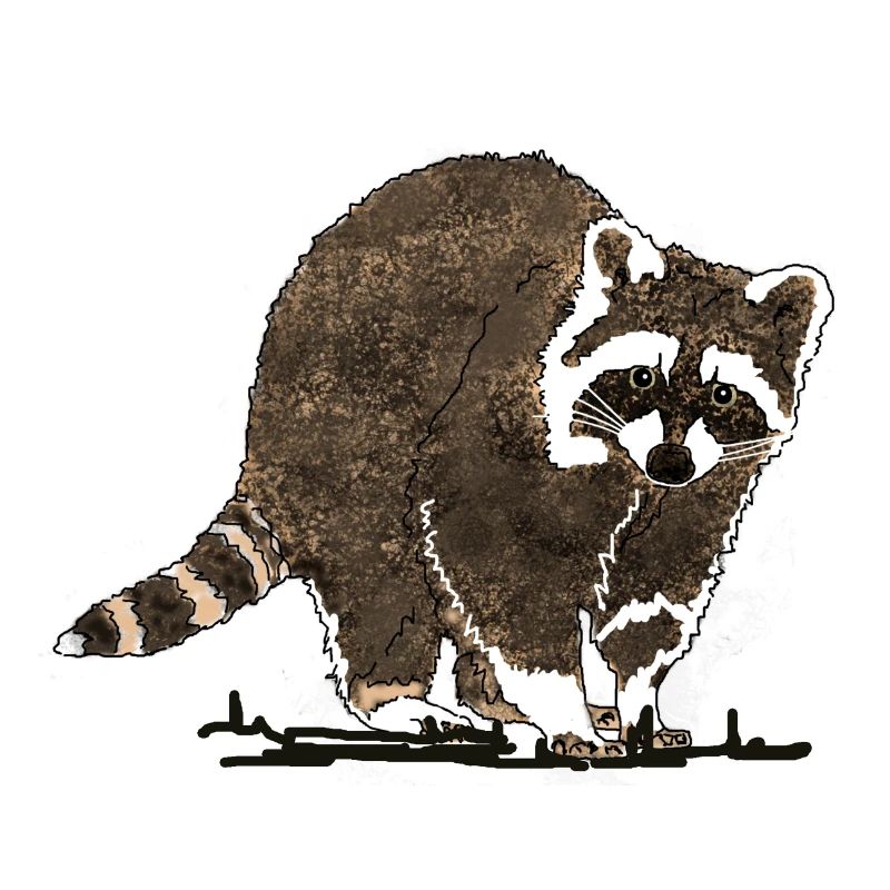Waschbär