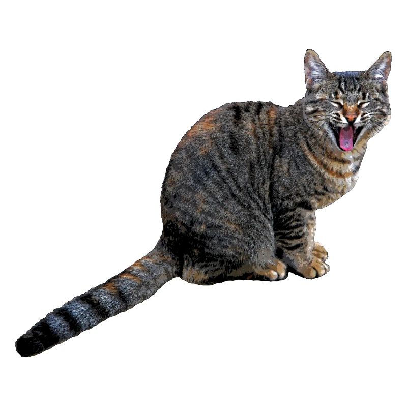 katze