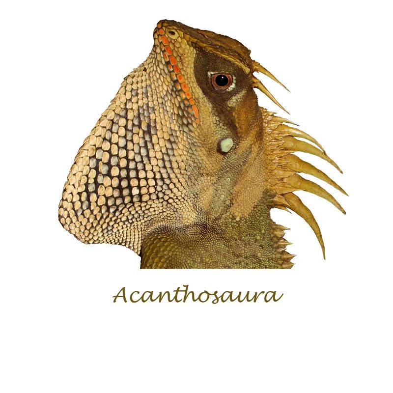 Real Agama Lizard T-Shirt - Real Agamid Lizard
