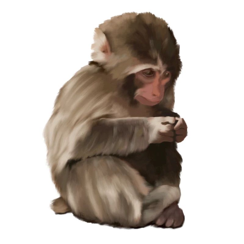 Punch - das einsame Äffchen