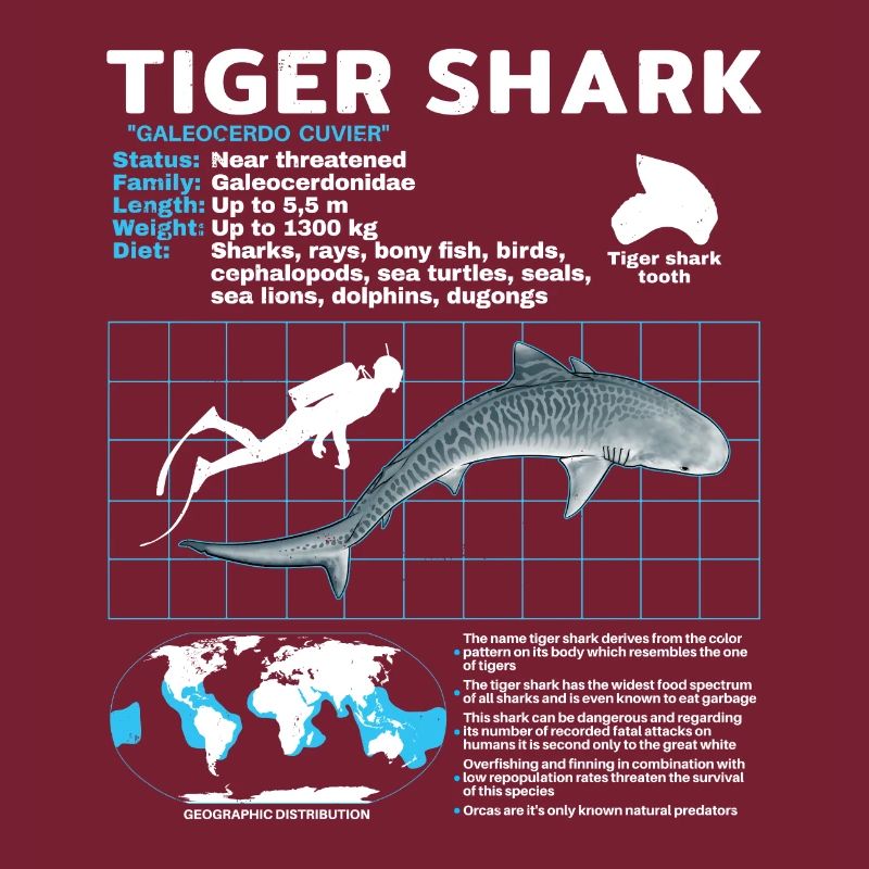 Tigerhai Fact Sheet Datenblatt