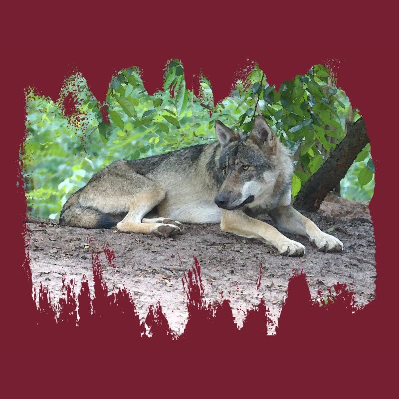 Loup gris