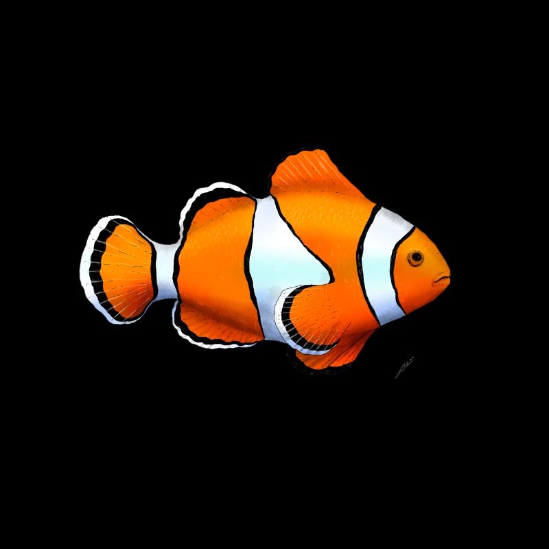 POISSON PAYASO