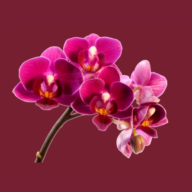 Orchidee Dunkellila