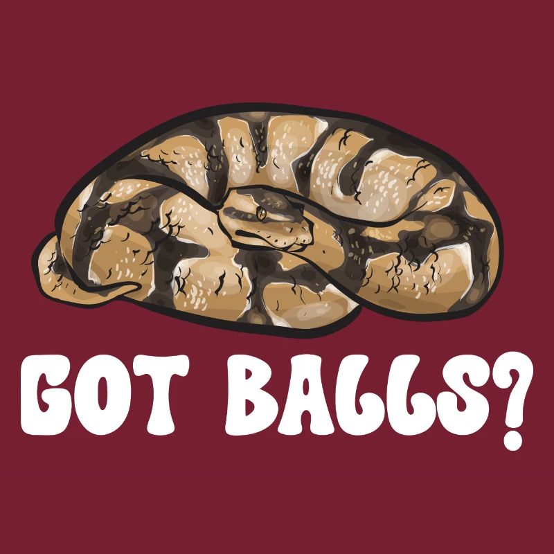 Ball Python Schlange Königspython