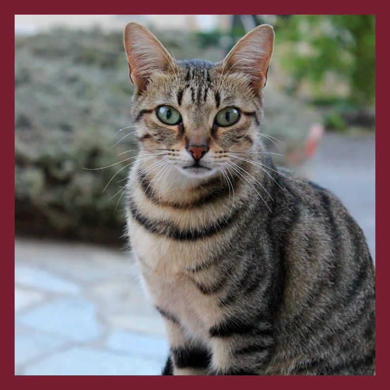 Chat chaton affiche chat carré affiche
