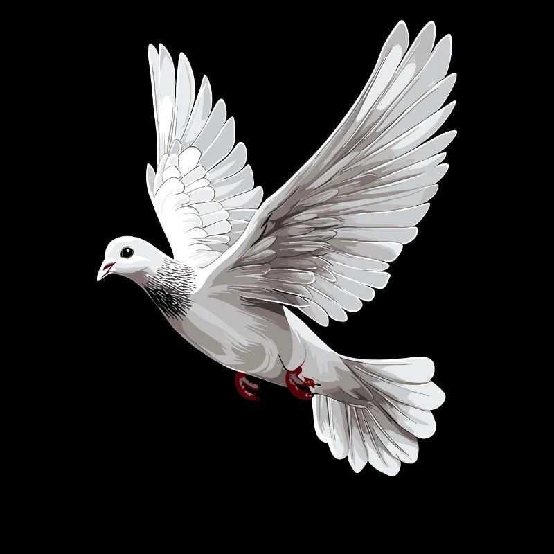 Taube Weiß Frieden Peace Ringeltaube Weiße Tauben