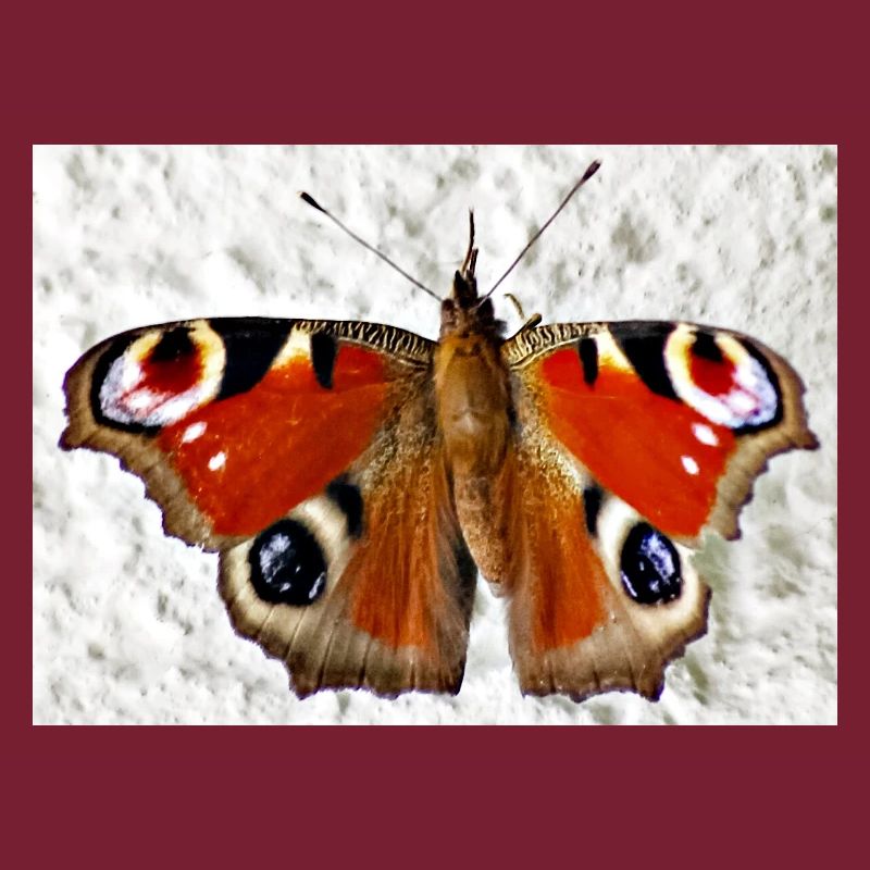 Motif papillon à œil de paon