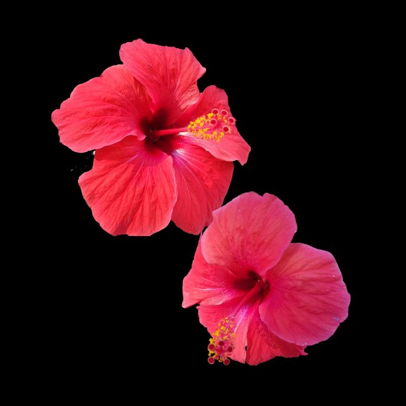 Hibiscus,Fleur,Lotus,Fleur,Floral,Rouge