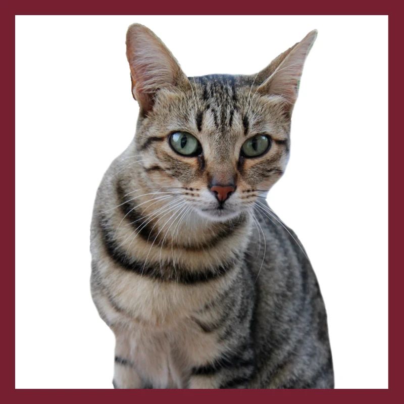 Chat chat chaton doux
