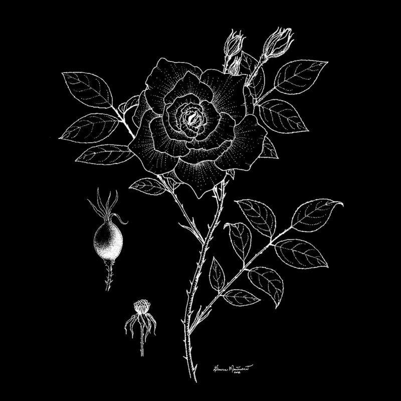 Assiette botanique rose