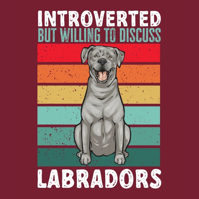 Silver Labrador Retriever Silver Lab