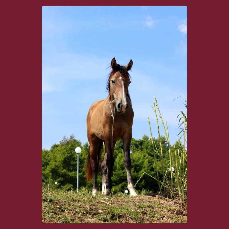 Affiche Cheval Cheval