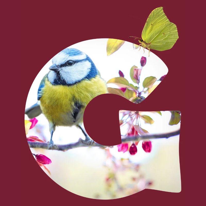 spring bird butterfly g