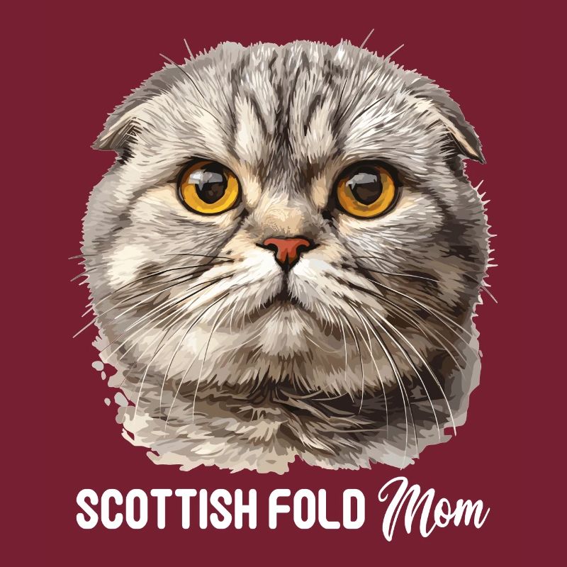 Scottish Fold Kätzchen Scottish Fold Katze