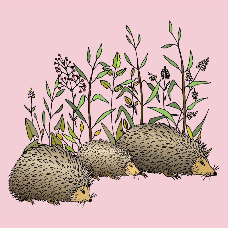 Hedgehogs