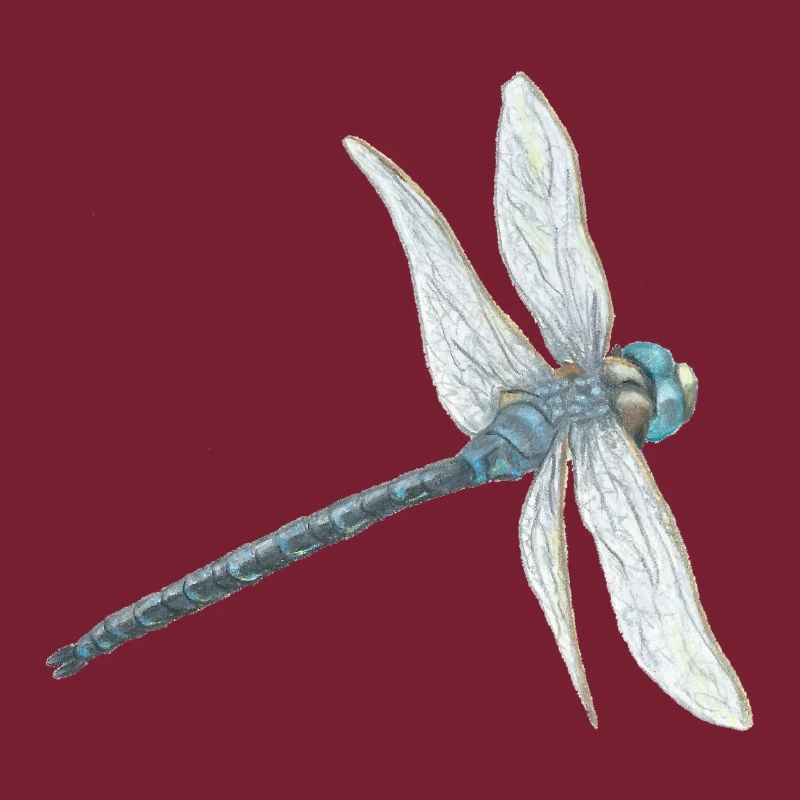 Illustration de libellule sarcelle