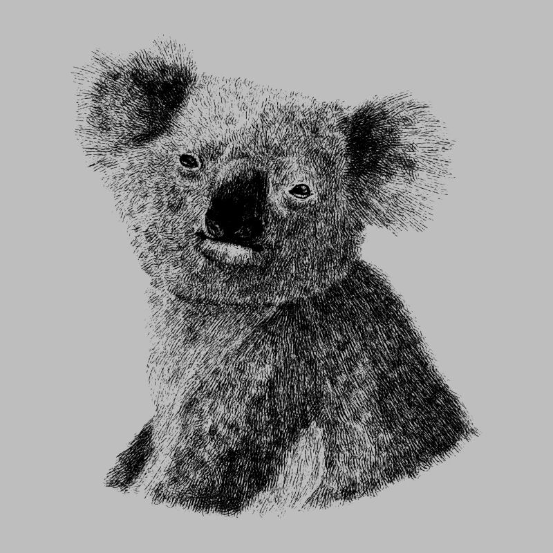 Koala Australie