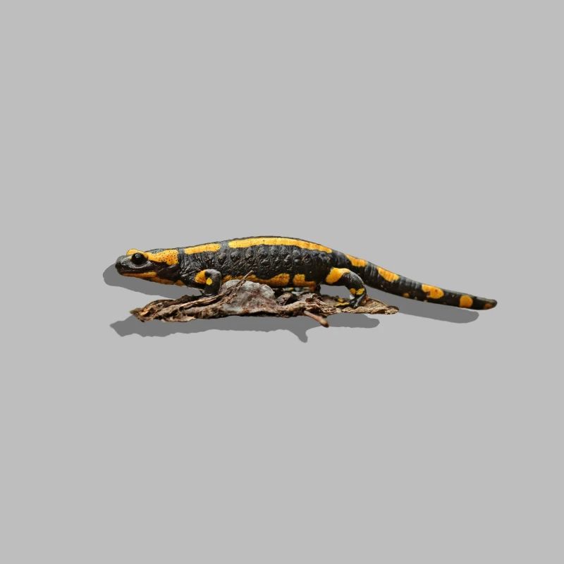 Feuersalamander
