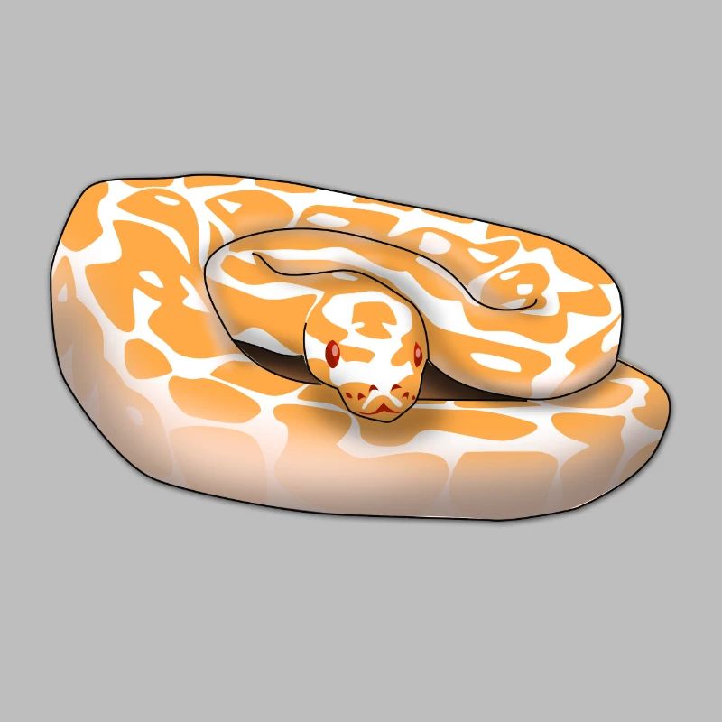 Lavender Albino Ball Python (Python regius) Schla