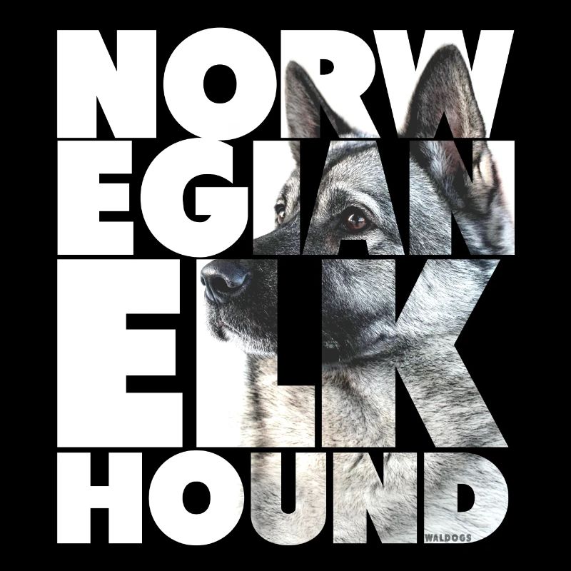 Elkhound norvégien I