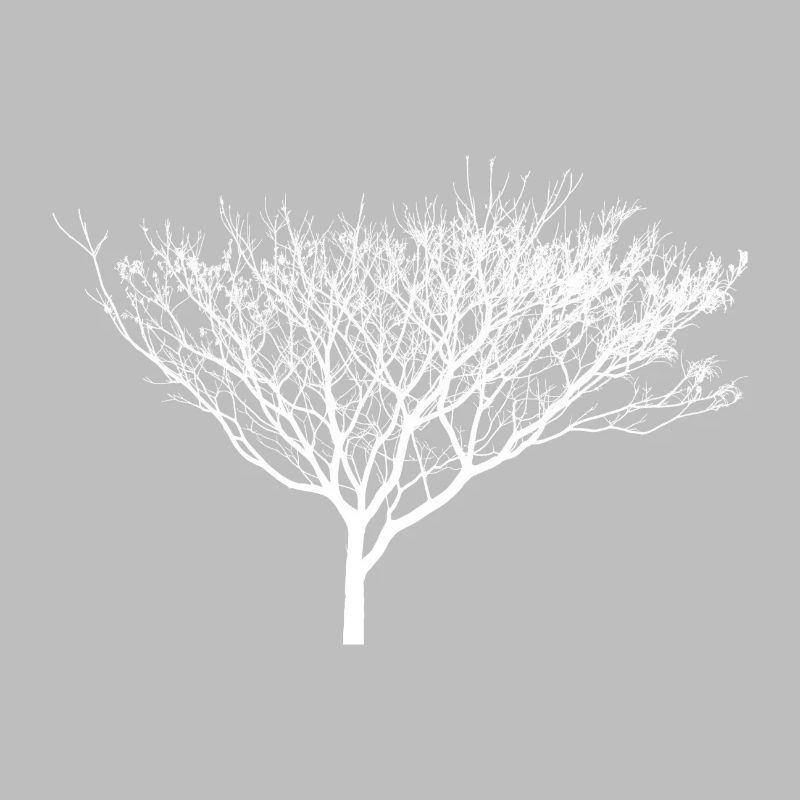 bel arbre blanc