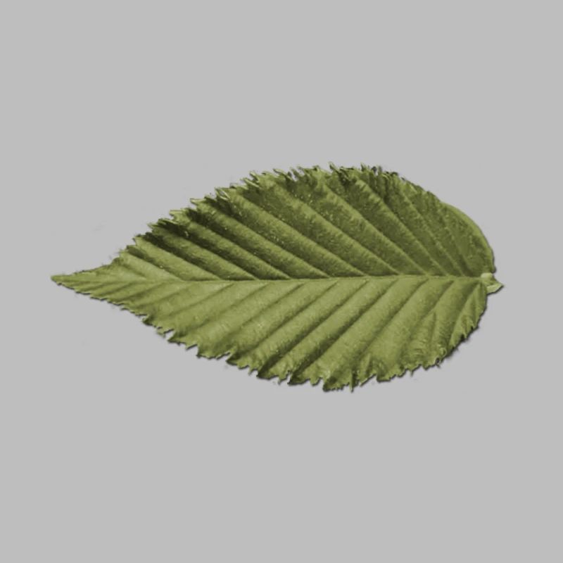 Leaf Structure Olive Green Pattern