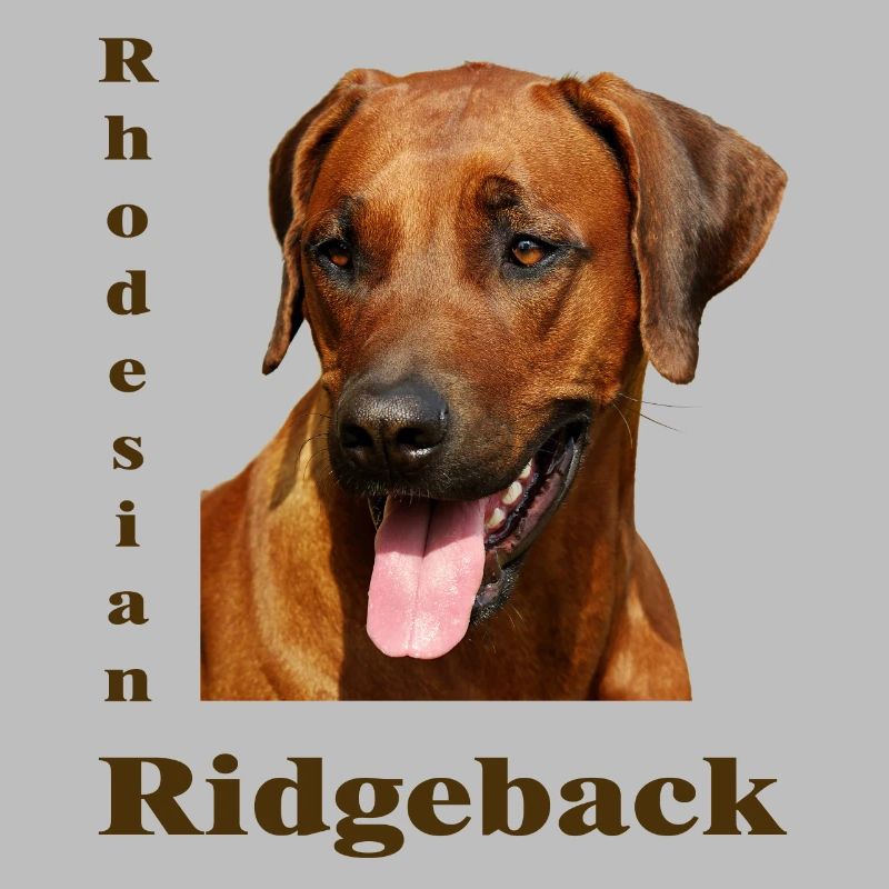 Rhodesian Ridgeback
