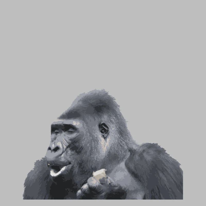 Gorilla silverback monkey