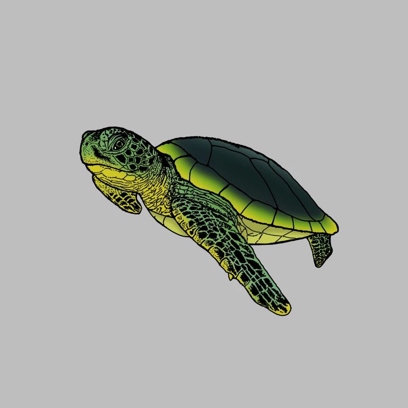 Old turtle with experience gift idea animals