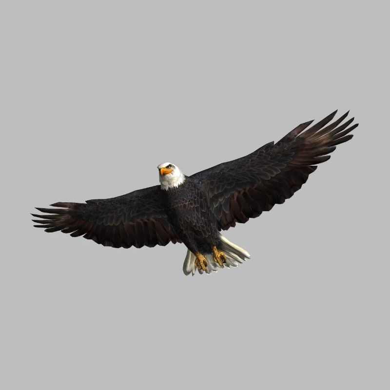 White-tailed Eagle bird of prey Eagle