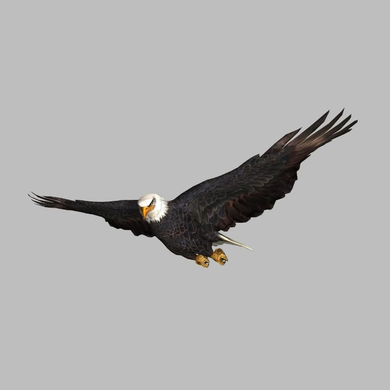 White-tailed Eagle bird of prey Eagle