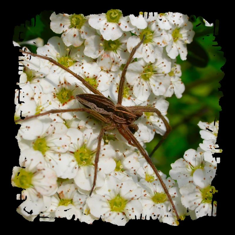 Liste des araignées sont une espèce d’araignées araignées dans les jardins