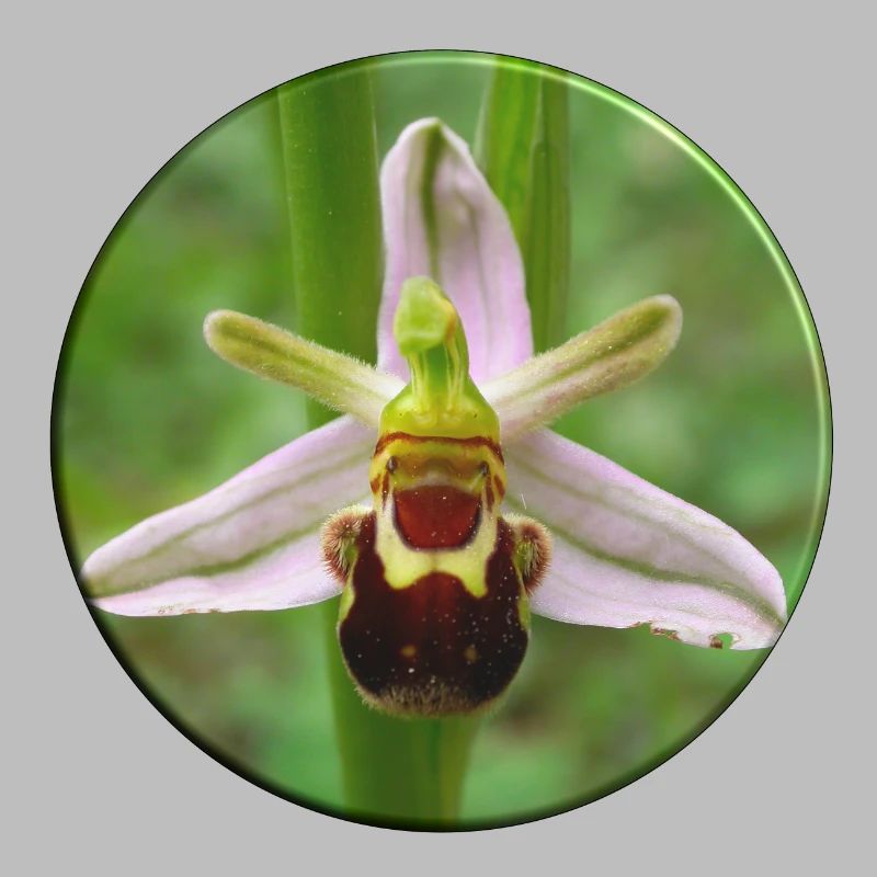 L’orchidée abeille est une orchidée indigène